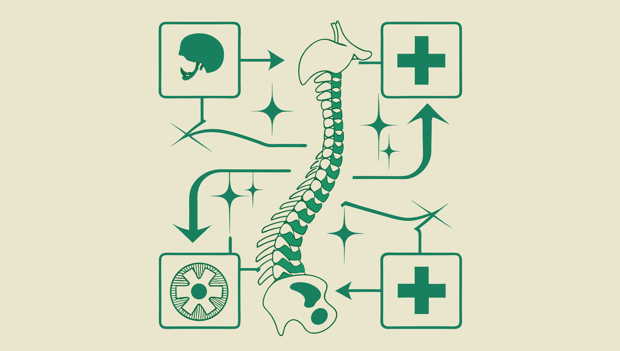 Stylized illustration representing orthopedic practice mergers and acquisitions with interconnected bone and spine imagery - SovDoc healthcare M&A advisors specializing in orthopedic and post-surgical rehabilitation practice transitions